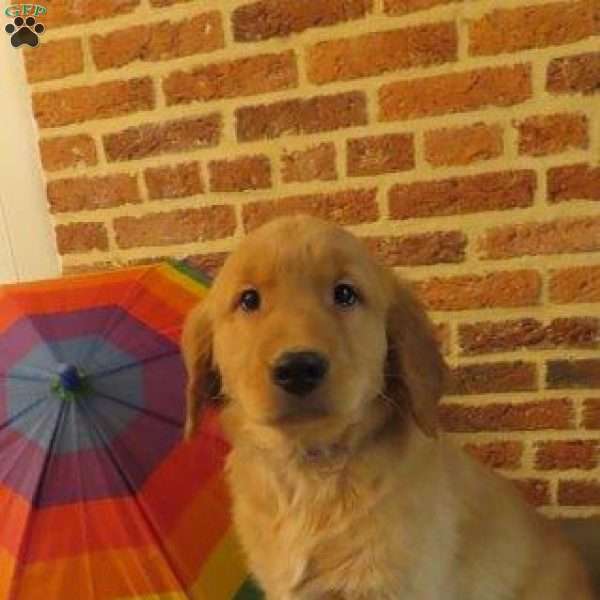 Quenton, Golden Retriever Puppy